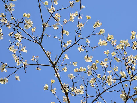 Petals and Sky II Black Ornate Wood Framed Art Print with Double Matting by Chandler, Sharon