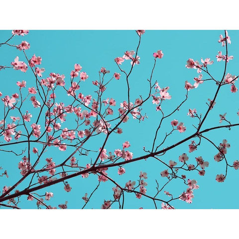 Petals and Sky III Black Modern Wood Framed Art Print by Chandler, Sharon