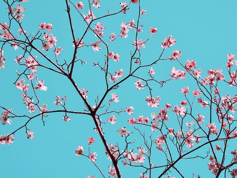 Petals and Sky IV White Modern Wood Framed Art Print with Double Matting by Chandler, Sharon