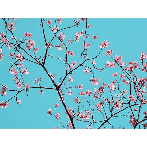 Petals and Sky IV Gold Ornate Wood Framed Art Print with Double Matting by Chandler, Sharon