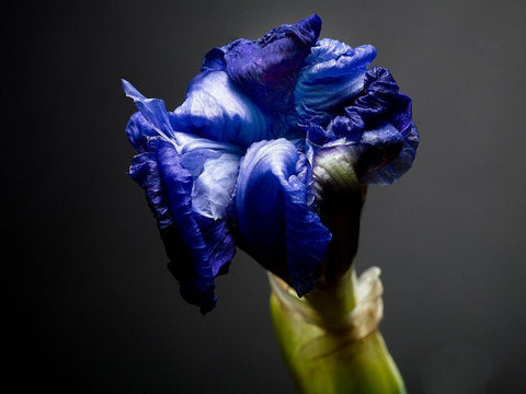 Studio Flowers I White Modern Wood Framed Art Print with Double Matting by McLoughlin, James