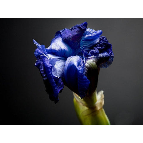 Studio Flowers I Black Modern Wood Framed Art Print with Double Matting by McLoughlin, James