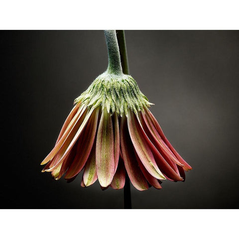 Studio Flowers II Black Modern Wood Framed Art Print with Double Matting by McLoughlin, James