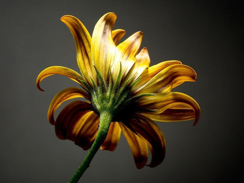 Studio Flowers III Black Ornate Wood Framed Art Print with Double Matting by McLoughlin, James