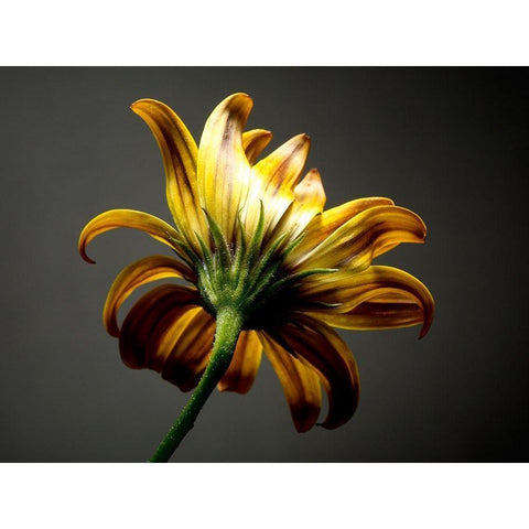 Studio Flowers III Gold Ornate Wood Framed Art Print with Double Matting by McLoughlin, James