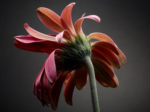 Studio Flowers IV White Modern Wood Framed Art Print with Double Matting by McLoughlin, James