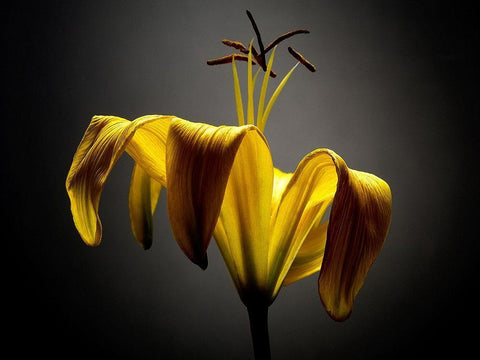 Studio Flowers V White Modern Wood Framed Art Print with Double Matting by McLoughlin, James