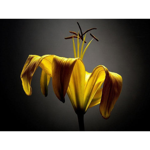 Studio Flowers V Black Modern Wood Framed Art Print by McLoughlin, James