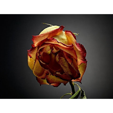 Studio Flowers VI White Modern Wood Framed Art Print by McLoughlin, James