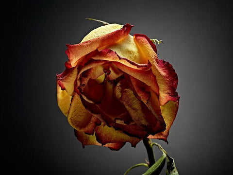 Studio Flowers VI Black Ornate Wood Framed Art Print with Double Matting by McLoughlin, James