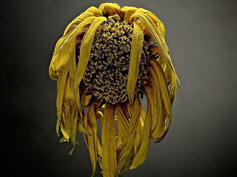 Studio Flowers VII White Modern Wood Framed Art Print with Double Matting by McLoughlin, James