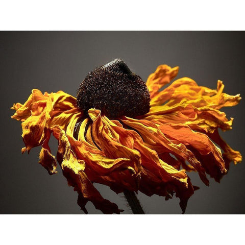 Studio Flowers VIII Gold Ornate Wood Framed Art Print with Double Matting by McLoughlin, James