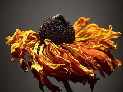 Studio Flowers VIII White Modern Wood Framed Art Print with Double Matting by McLoughlin, James