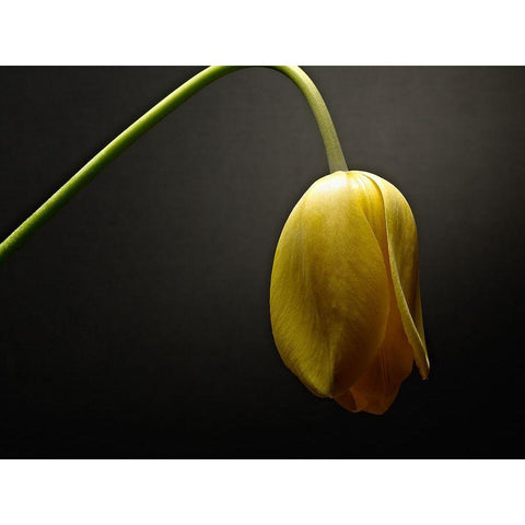 Studio Flowers IX White Modern Wood Framed Art Print by McLoughlin, James