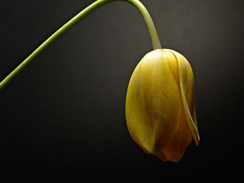 Studio Flowers IX White Modern Wood Framed Art Print with Double Matting by McLoughlin, James