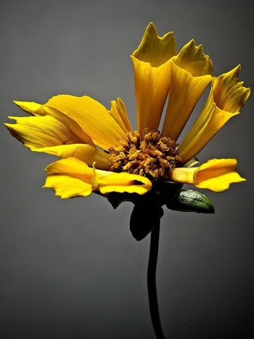 Studio Flowers X Black Ornate Wood Framed Art Print with Double Matting by McLoughlin, James