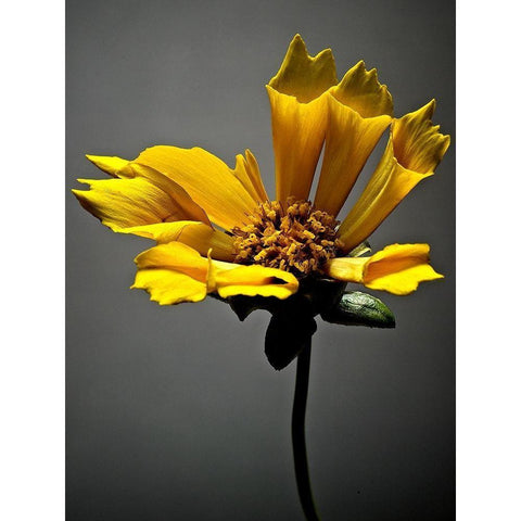 Studio Flowers X Black Modern Wood Framed Art Print by McLoughlin, James