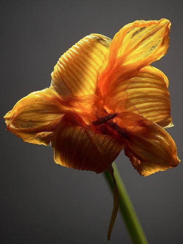 Studio Flowers XI White Modern Wood Framed Art Print with Double Matting by McLoughlin, James