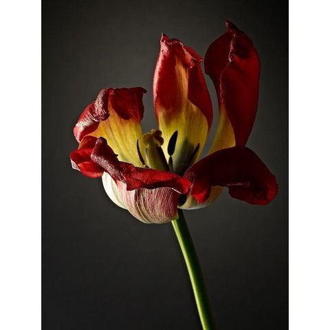 Studio Flowers XII Black Modern Wood Framed Art Print with Double Matting by McLoughlin, James