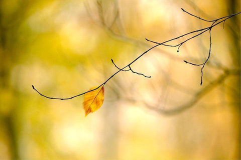 Forest Run I White Modern Wood Framed Art Print with Double Matting by McLoughlin, James