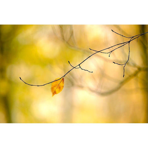 Forest Run I White Modern Wood Framed Art Print by McLoughlin, James