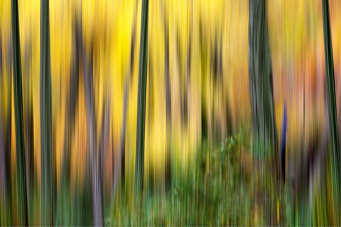 Forest Run II White Modern Wood Framed Art Print with Double Matting by McLoughlin, James