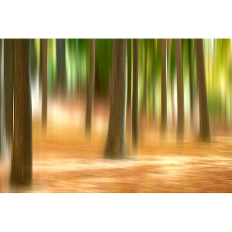Forest Run III Black Modern Wood Framed Art Print by McLoughlin, James