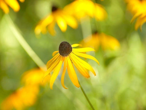 Susan Study I White Modern Wood Framed Art Print with Double Matting by McLoughlin, James