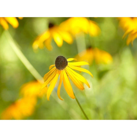 Susan Study I Black Modern Wood Framed Art Print by McLoughlin, James