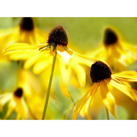 Susan Study II Black Modern Wood Framed Art Print with Double Matting by McLoughlin, James