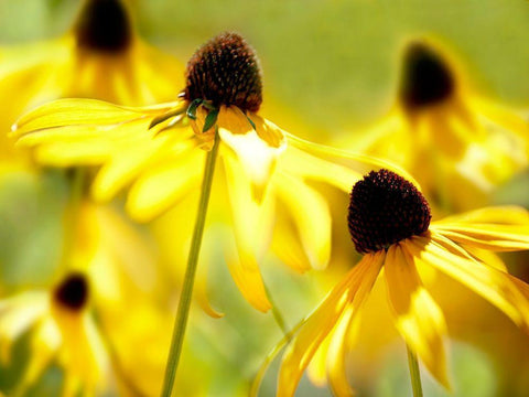 Susan Study II White Modern Wood Framed Art Print with Double Matting by McLoughlin, James