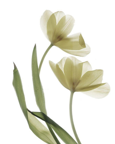 Xray Tulip I White Modern Wood Framed Art Print with Double Matting by Stalus, Judy