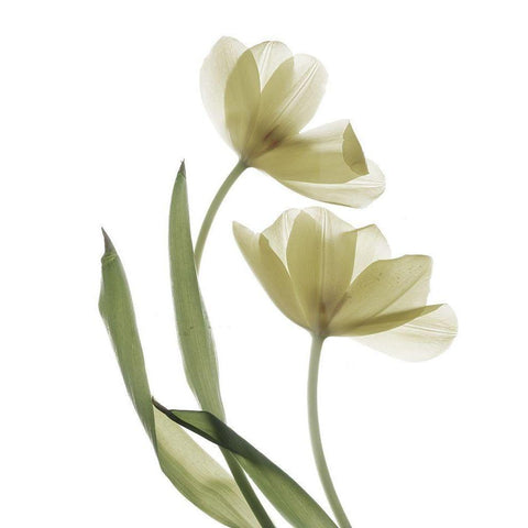 Xray Tulip I White Modern Wood Framed Art Print by Stalus, Judy