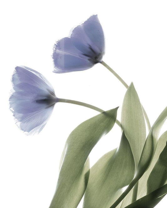 Image Only