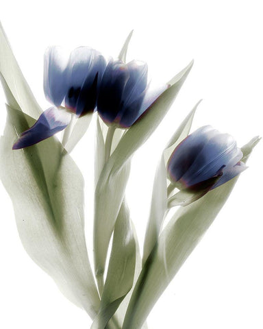 Xray Tulip IV White Modern Wood Framed Art Print with Double Matting by Stalus, Judy