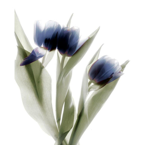 Xray Tulip IV White Modern Wood Framed Art Print by Stalus, Judy