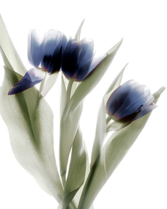 Image Only