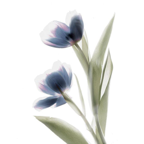 Xray Tulip V White Modern Wood Framed Art Print by Stalus, Judy