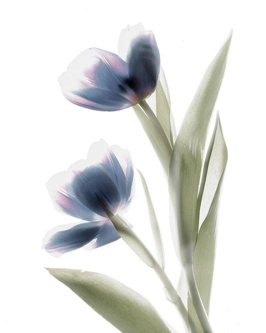 Image Only