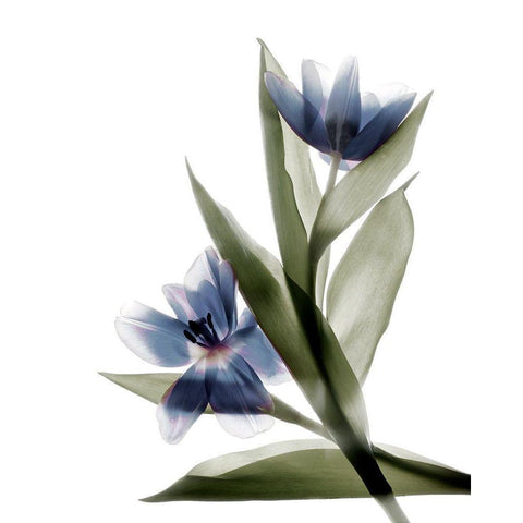 Xray Tulip VI White Modern Wood Framed Art Print by Stalus, Judy