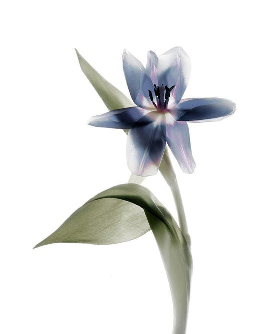 Image Only
