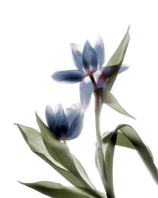 Image Only
