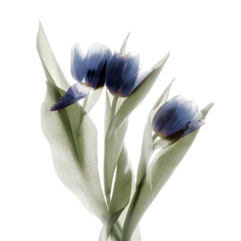 Xray Tulip IX White Modern Wood Framed Art Print by Stalus, Judy