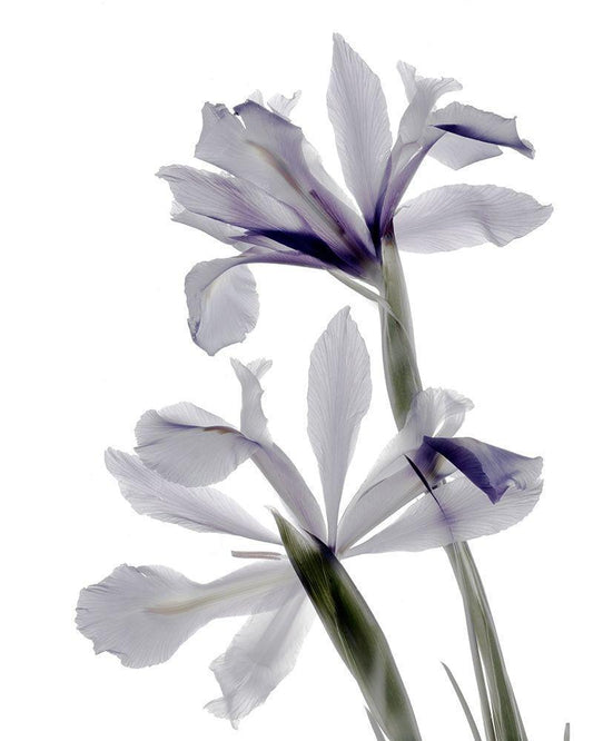 Image Only