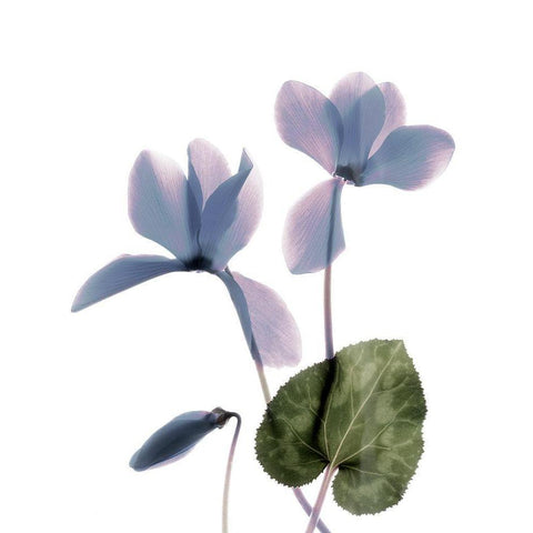 Xray Cyclamen White Modern Wood Framed Art Print by Stalus, Judy