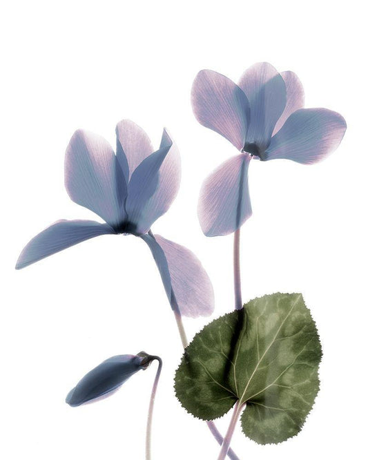 Image Only