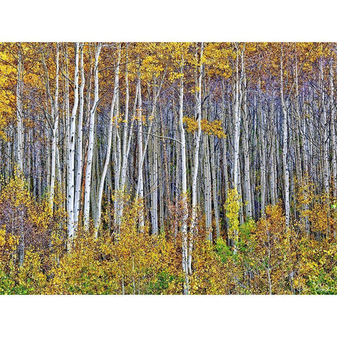 Yellow Woods I White Modern Wood Framed Art Print by Drost, David