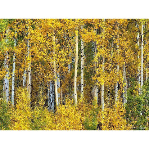 Yellow Woods II Black Modern Wood Framed Art Print by Drost, David