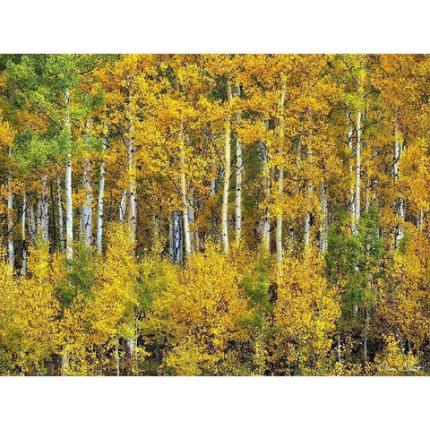 Yellow Woods III Black Modern Wood Framed Art Print by Drost, David