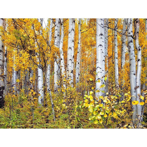 Yellow Woods IV White Modern Wood Framed Art Print by Drost, David